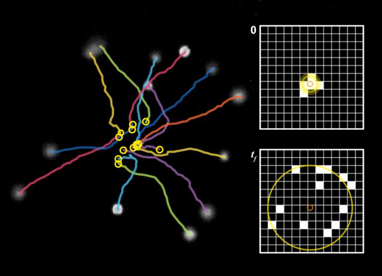 超聲波用于測量纖毛細胞的運動 超聲波用于測量纖毛細胞的運動
