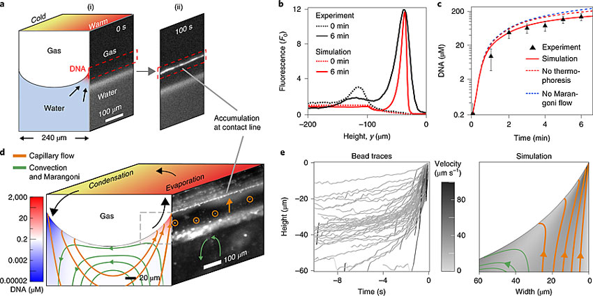 氣泡周圍的DNA分子發(fā)生了明顯的聚集。圖片來源：Nat. Chem.