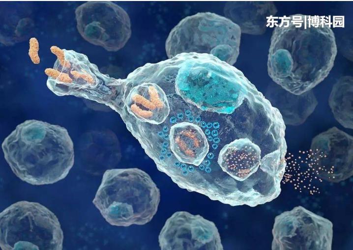 細(xì)胞在擁擠的細(xì)胞環(huán)境中移動(dòng)得更快？