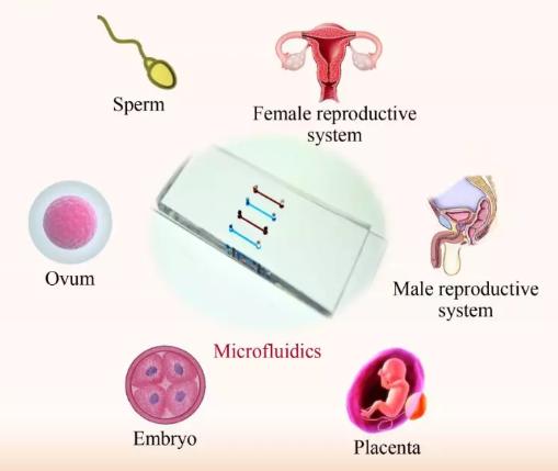 微流控芯片技術(shù)在生殖研究中的進展 微流控芯片技術(shù)在生殖研究中的進展