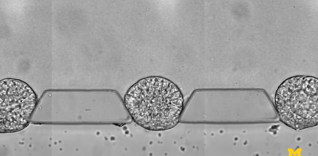 模擬胚胎早期發(fā)育