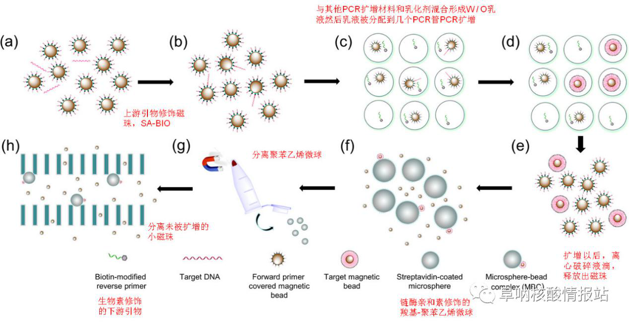 圖1 (a)和(b)混合磁珠和上游引物及樣品；(c)乳化混合物及聚合酶鏈反應(yīng)； (d)放大單目標(biāo)DNA；(e)液滴破碎；(f)捕獲改性聚苯乙烯微球；(g)從微球上分離游離磁珠；(h)捕獲磁珠陣列芯片。