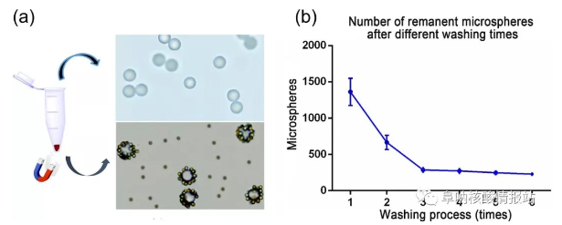 圖5 （a）上清液中游離微球和沉淀物中MBCs，研究了不同洗滌次數(shù)后殘留微球的數(shù)量。（b）經(jīng)過(guò)1次、2次洗滌后，殘余微球數(shù)量急劇減少，3次洗滌后逐漸減少，說(shuō)明大部分游離微球已被洗滌3次后清除。確定理想的洗滌時(shí)間是4。