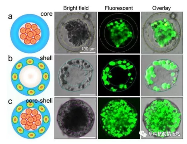 圖片4.png 圖3 3D核-殼支架中不同細胞的空間組裝a) 凝膠殼將HepG2細胞限制在核心中。b)通過交聯(lián)的藻酸鹽網(wǎng)絡固定在殼中的NIH-3T3成纖維細胞。c) 肝細胞在核心中同時組裝，在殼中成纖維細胞同時組裝，形成一滴人造肝臟。（比例尺100μm，細胞活力通過鈣黃綠素AM /EthD-1染色試劑盒進行表征。）