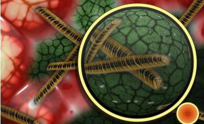 研究發(fā)現(xiàn)物理力會影響細(xì)菌的毒素抵抗力 研究發(fā)現(xiàn)物理力會影響細(xì)菌的毒素抵抗力