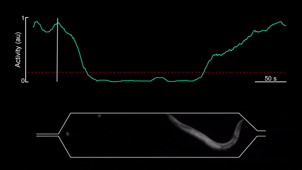 甲線蟲在微流體腔室睡著了。