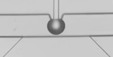 圖3 液滴融合以及掐斷過程慢動作回放（注：原高速視頻以10000幀每秒拍攝，當(dāng)前的GIF圖片以10幀每秒回放，放慢了1000倍）