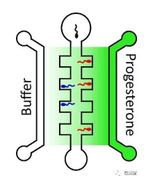 向包含高濃度孕酮（深綠色）的中央通道右側(cè)游動(dòng)的精子，比向左側(cè)的較低濃度（淺綠色）的精子游動(dòng)的多。