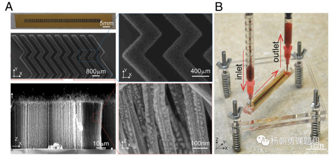 圖1 VIRRION平臺內(nèi)部具有精準(zhǔn)可控的碳納米管陣列結(jié)構(gòu)，用于通過尺寸捕獲樣品中的病毒。毫米級的芯片通道可以保證在處理樣品時具有足夠的通量