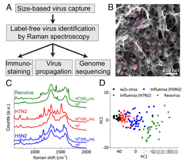 圖4  三種病毒建立拉曼數(shù)據(jù)庫及病毒聚類分析