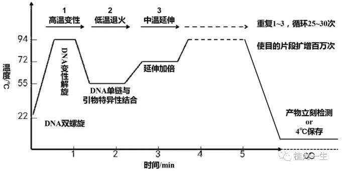 目的基因的擴增:PCR原理與過程 目的基因的擴增:PCR原理與過程