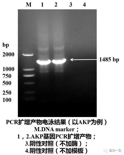 聚合酶鏈式反應(yīng)的結(jié)果 聚合酶鏈式反應(yīng)的結(jié)果