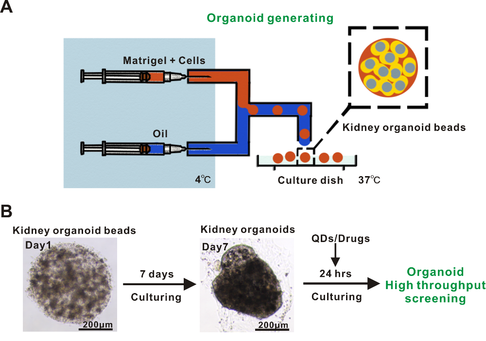 利用基于微流控技術的類器官模型成功實現(xiàn)納米材料生物安全性篩查 利用基于微流控技術的類器官模型成功實現(xiàn)納米材料生物安全性篩查