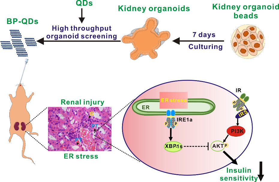 利用基于微流控技術的類器官模型成功實現(xiàn)納米材料生物安全性篩查 利用基于微流控技術的類器官模型成功實現(xiàn)納米材料生物安全性篩查