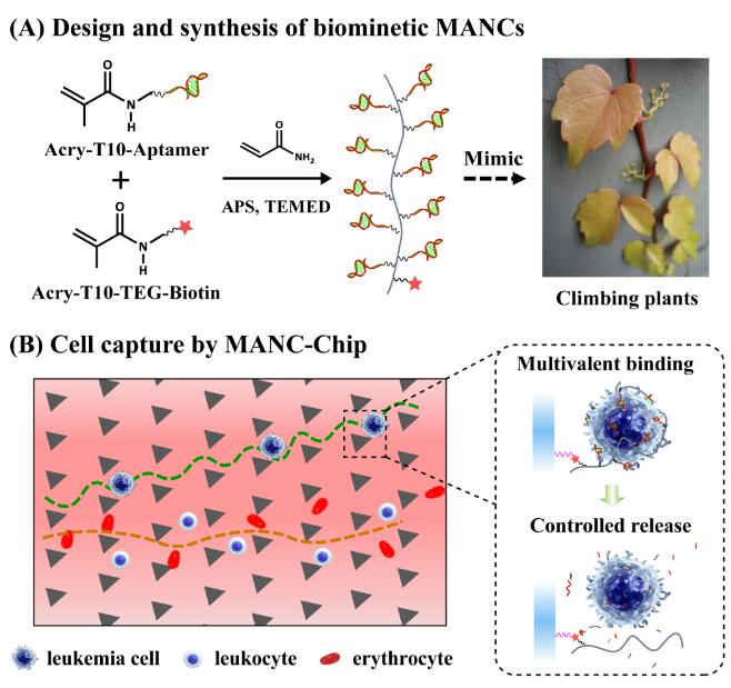 圖1 （A）仿生多價核酸適體聚合物的合成；（B）協(xié)同尺寸分離和多價識別的白血病細(xì)胞親合捕獲及選擇性釋放的微流控平臺