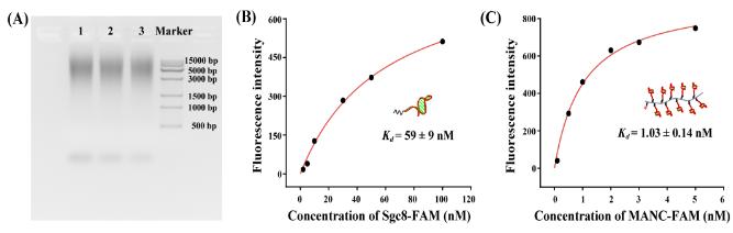 圖2 多價核酸適體聚合物的表征。