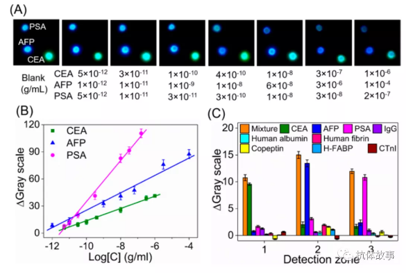 圖3 (A)檢測不同濃度CEA、AFP和PSA時的照片。(B)采用照片檢測模式進(jìn)行CEA、AFP和PSA檢測的典型校準(zhǔn)曲線。(C) CL免疫測定的干擾研究，分別設(shè)置十個干擾組。