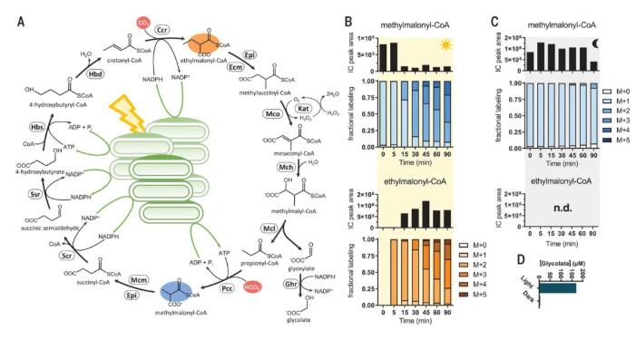 圖2.光驅動CO2的連續(xù)固定，并催化CO2轉化為有機酸