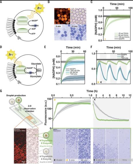 圖3. 光驅動微流體液滴中的酶反應