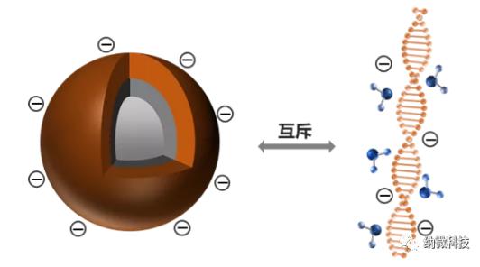 磁珠如何與核酸結(jié)合，實(shí)現(xiàn)提取功能？