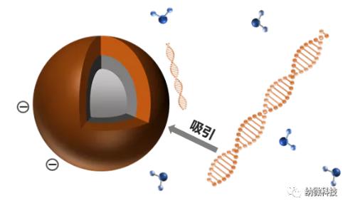 磁珠如何與核酸結(jié)合，實(shí)現(xiàn)提取功能？