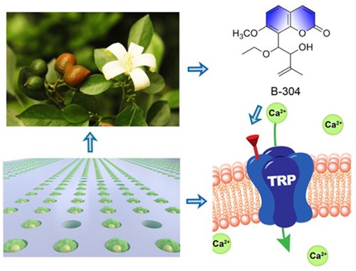 基于單細(xì)胞微流控技術(shù)的中藥TRP通道調(diào)節(jié)劑高效發(fā)現(xiàn)示意圖 基于單細(xì)胞微流控技術(shù)的中藥TRP通道調(diào)節(jié)劑高效發(fā)現(xiàn)示意圖