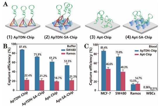 圖3.核酸適體不同微納米界面修飾的性能探究 圖3.核酸適體不同微納米界面修飾的性能探究
