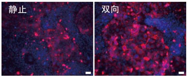 圖6：在角膜芯片內(nèi)培養(yǎng)的角膜上皮細胞中的CK-19蛋白質(zhì)（紅色）的表達