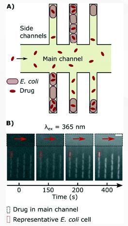 單細胞微流控技術(shù)幫助對抗抗生素耐藥性 單細胞微流控技術(shù)幫助對抗抗生素耐藥性