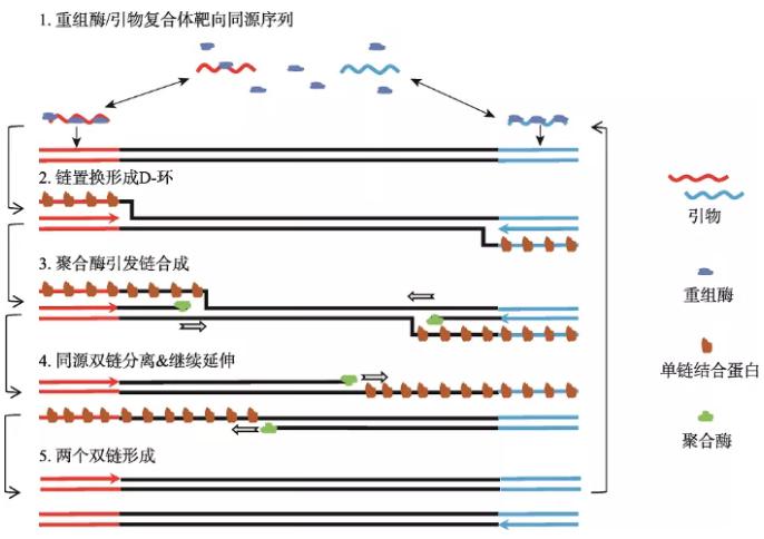 圖1 重組酶聚合酶擴增反應(yīng)基本原理 圖1 重組酶聚合酶擴增反應(yīng)基本原理