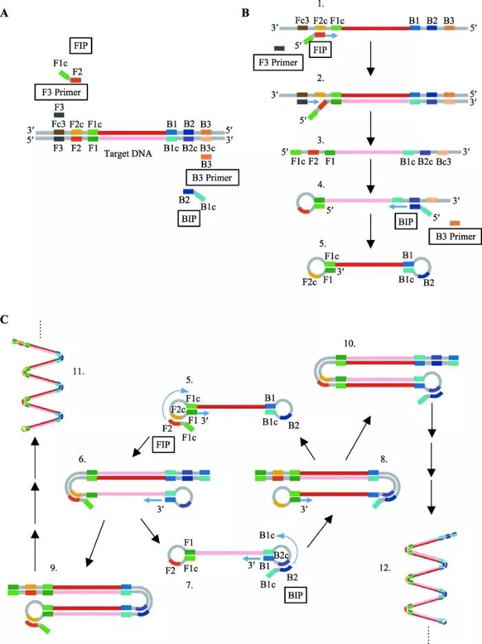 圖2 環(huán)介導(dǎo)等溫擴增原理 圖2 環(huán)介導(dǎo)等溫擴增原理