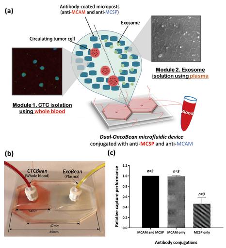 通過雙重利用OncoBean（DUO）微流控設(shè)備雙重隔離循環(huán)腫瘤細(xì)胞（CTC）和癌癥外泌體