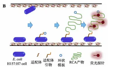 1671426954550832.png 微流控芯片|微流控芯片批量加工