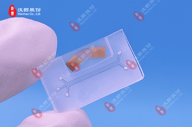 1710727562344796.jpg 20240102鈮酸鋰叉指電極+PDMS芯片.jpg